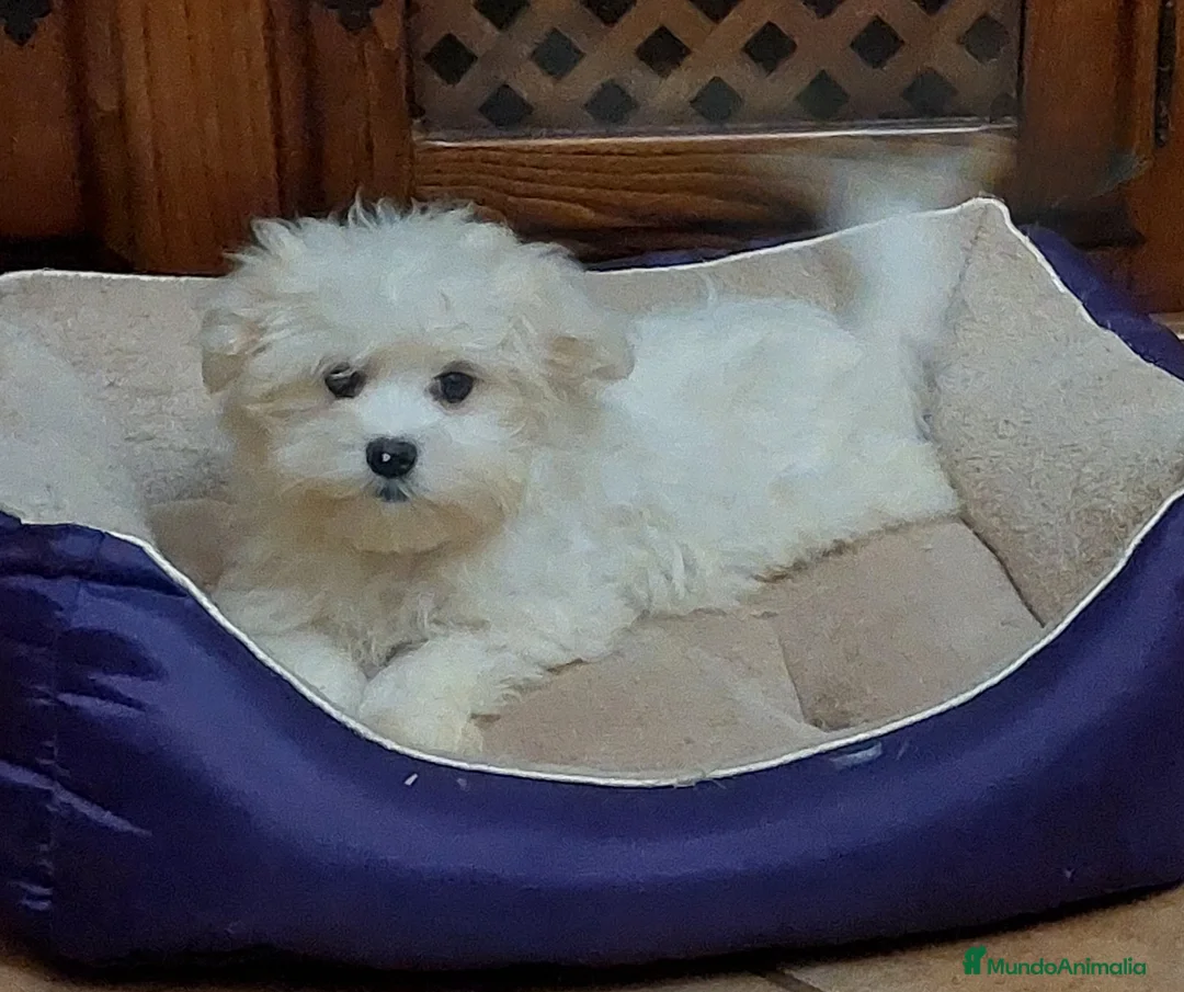 Bichón Maltés perros en venta: Bichon maltés  - Anuncio 1