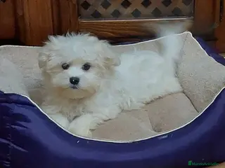 Bichón Maltés perros Bichon maltés - Anuncio 1