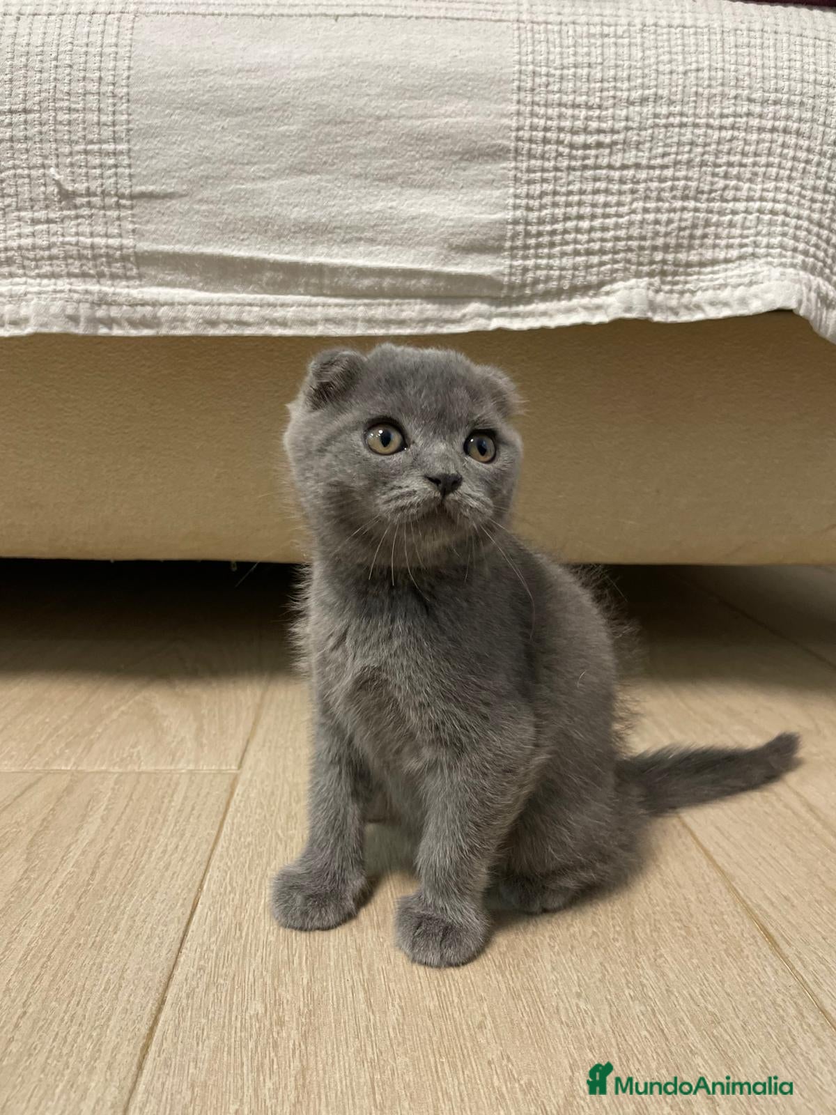 Scottish Fold gatos scottish fold y british  - Anuncio 1