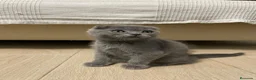 Scottish Fold gatos en venta: scottish fold y british  - Anuncio 1