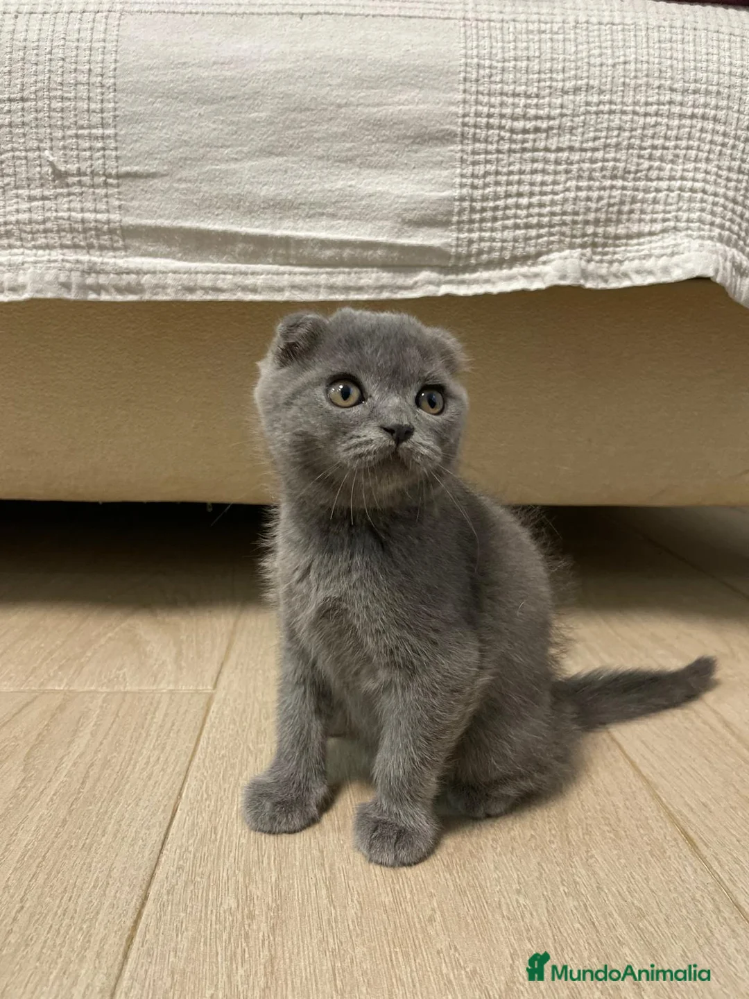 Scottish Fold gatos en venta: scottish fold y british  - Anuncio 1