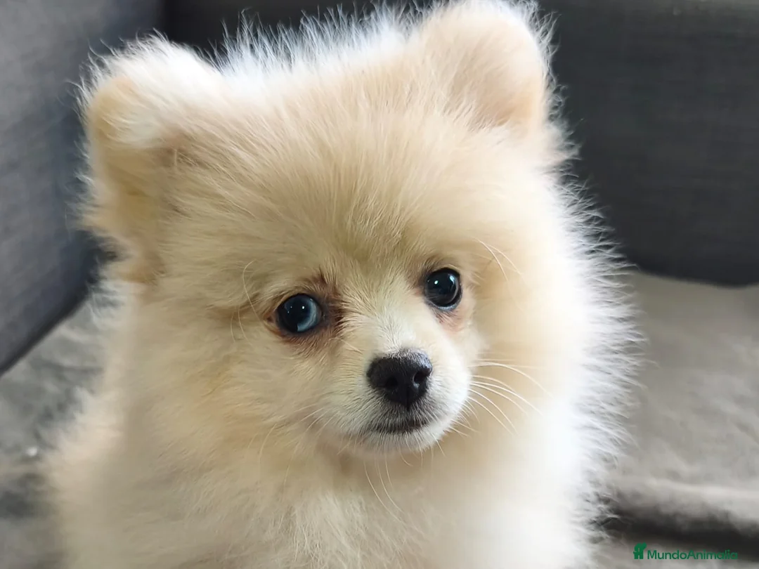Pomerania perros en venta: POMERANIA MACHO - Anuncio 1