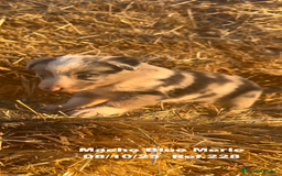 Border Collie perros en venta: Border Collie Blue Merle - Anuncio 18