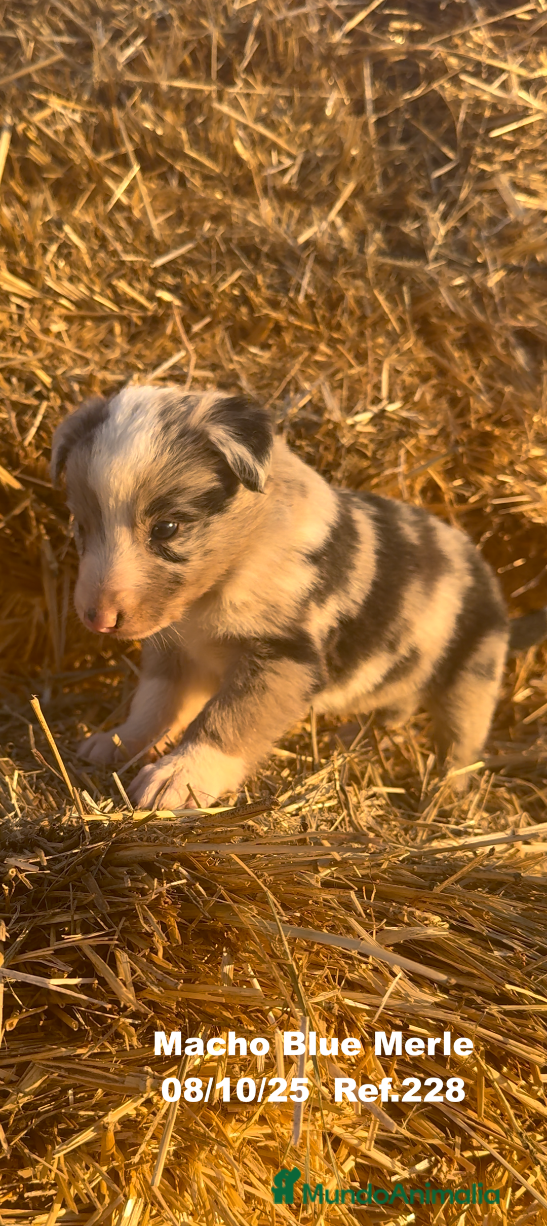 Border Collie perros en venta: Border Collie Blue Merle - Anuncio 18