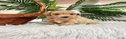 Maltipoo perros en venta: MALTIPOO MACHOS  - Anuncio 16