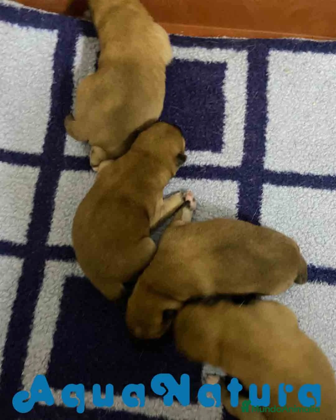 Shiba Inu perros en venta: Shiba Inu Camada de Alba y Simbad AQUANATURA - Anuncio 1