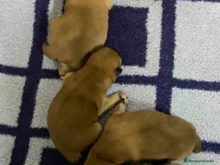 Shiba Inu perros Shiba Inu Camada de Alba y Simbad AQUANATURA - Anuncio 31