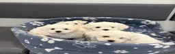 Bichón Maltés perros en venta: BICHON MALTÉS CACHORROS  en Alicante - Anuncio 5