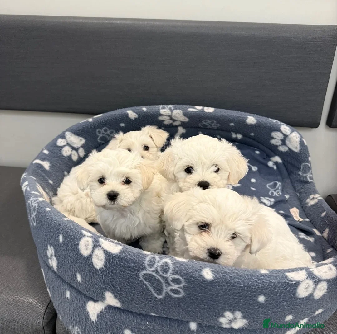 Bichón Maltés perros en venta: BICHON MALTÉS CACHORROS  en Alicante - Anuncio 5