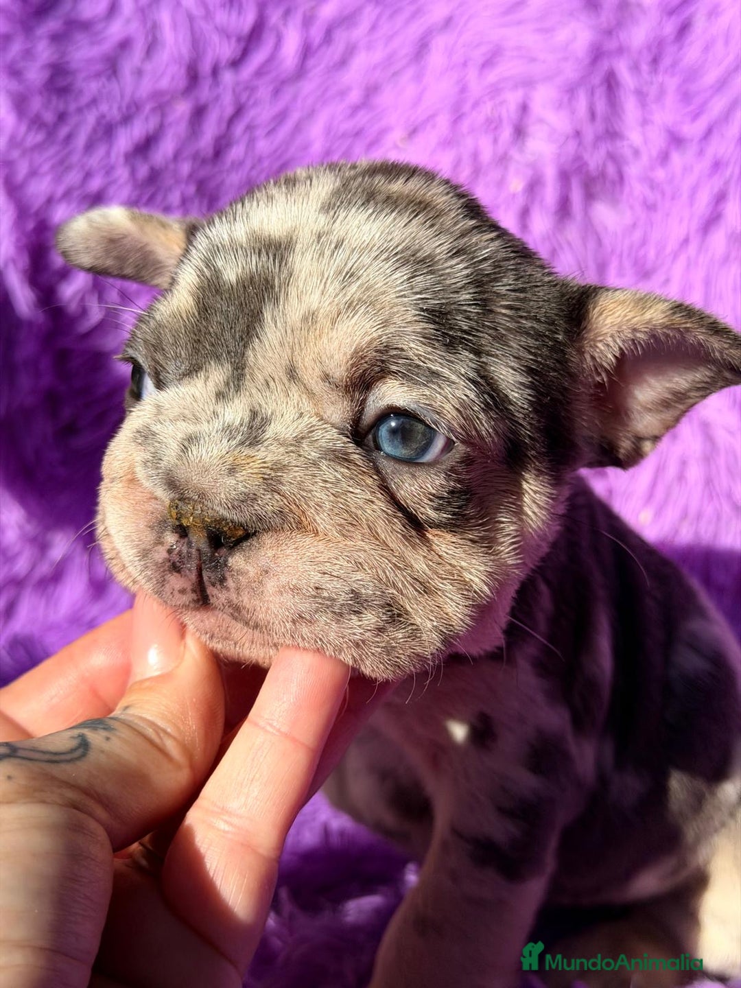 Bulldog Francés perros en venta: BULLDOG FRANCÉS BIG ROPE - Anuncio 4