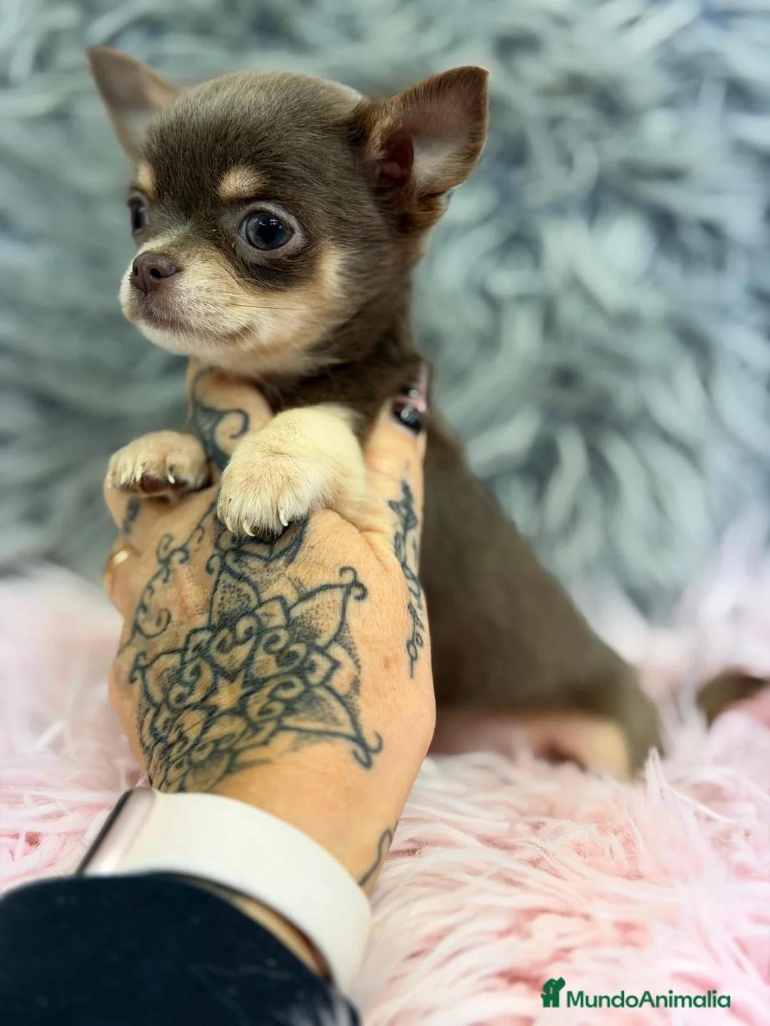 Chihuahua perros en venta: CHIHUAHUA LÍNEA RUSA TOY - Anuncio 2