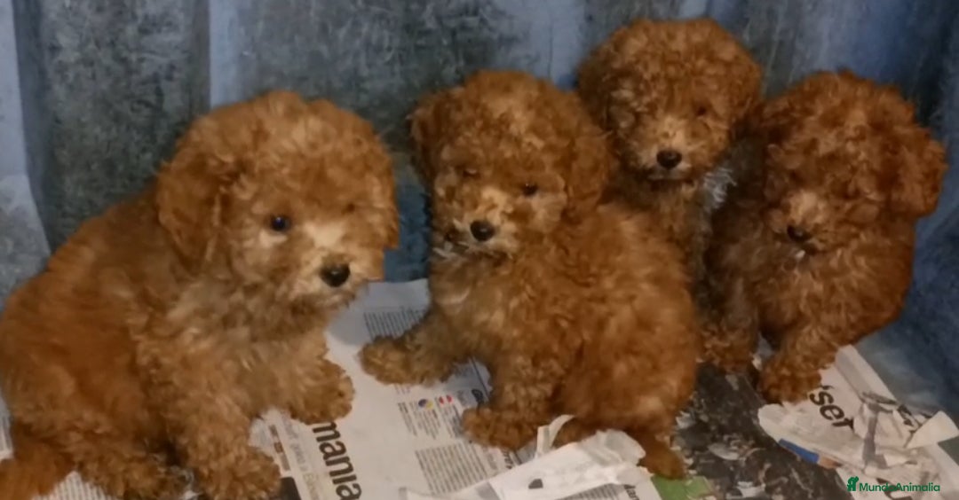 Caniche Enano perros Cachorros Caniche enano color rojo  - Anuncio 2