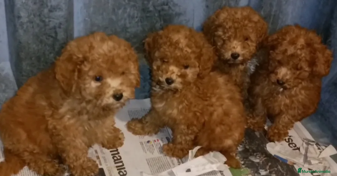 Caniche Enano perros en venta: Cachorros Caniche enano color rojo  - Anuncio 2