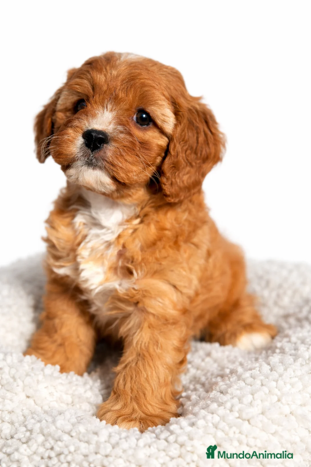 Cavapoo perros en venta: Cavapoo hembra  - Anuncio 1
