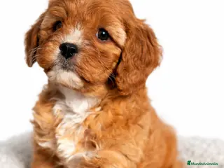 Cavapoo perros Cavapoo hembra - Anuncio 2
