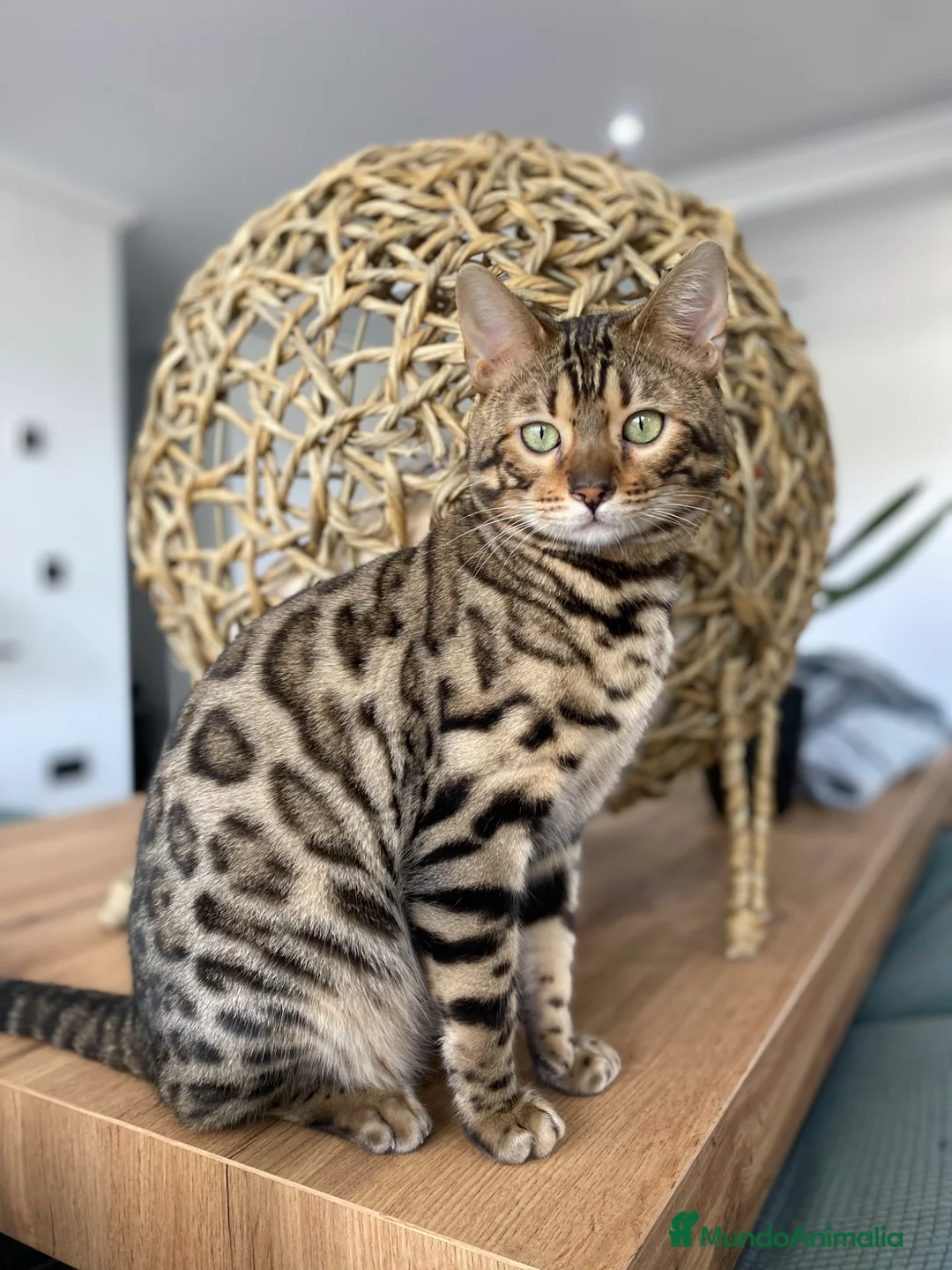 Bengalí gatos en venta: Gato bengali - Anuncio 2