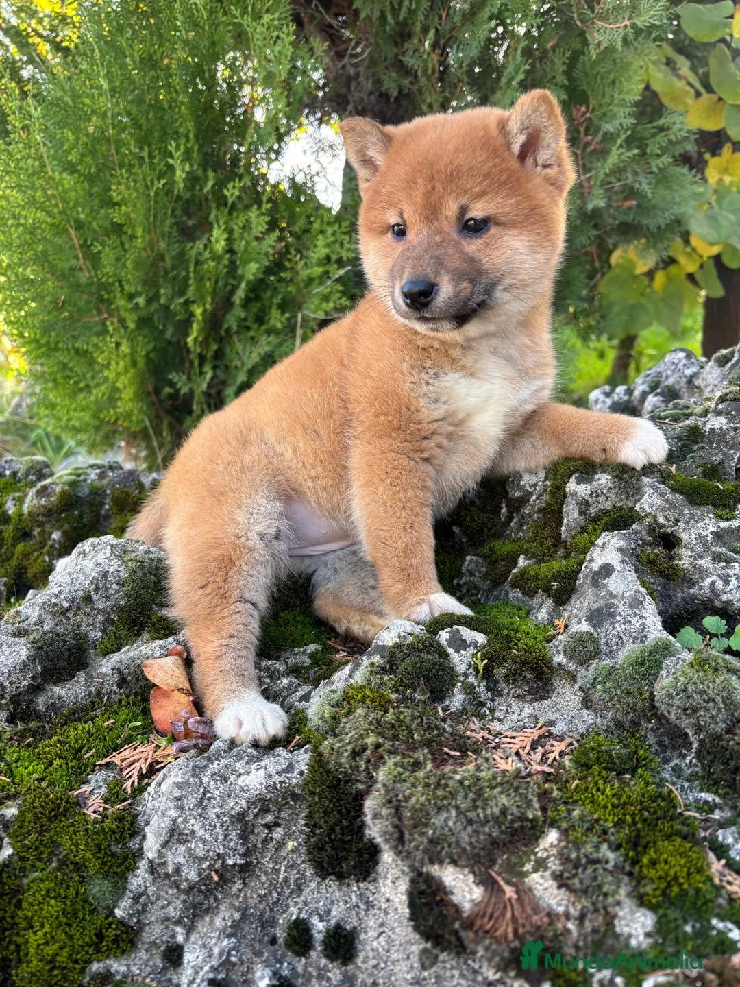 Shiba Inu perros en venta: Shiba Inu - Anuncio 5