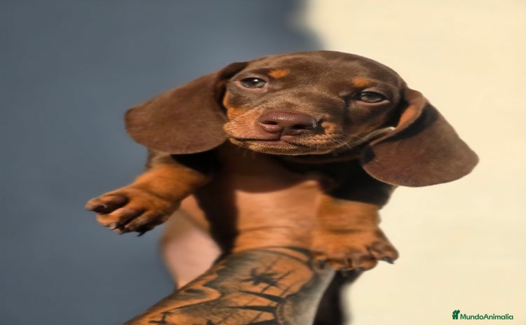 Teckel Miniatura perros - Anuncio 13
