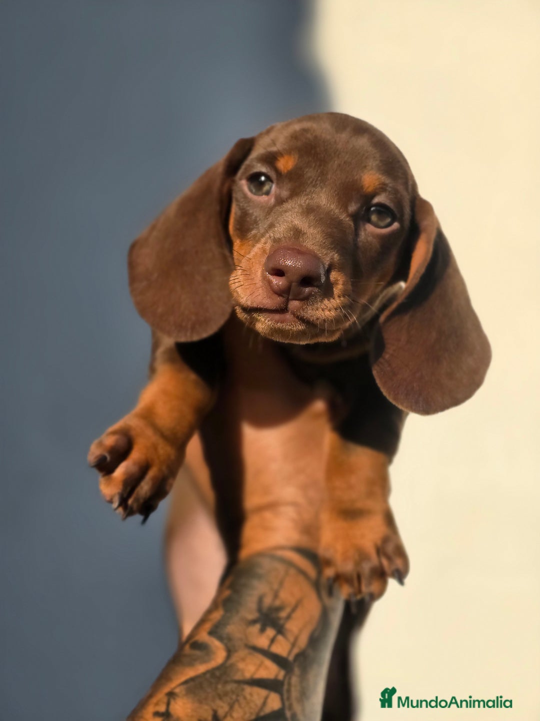 Teckel Miniatura perros en venta: Teckel chocolate mini  - Imagen 1