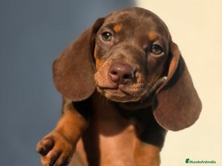 Teckel Miniatura perros - Anuncio 38