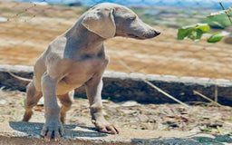 Weimaraner perros en venta: Braco  de weimar hembra  - Imagen 6