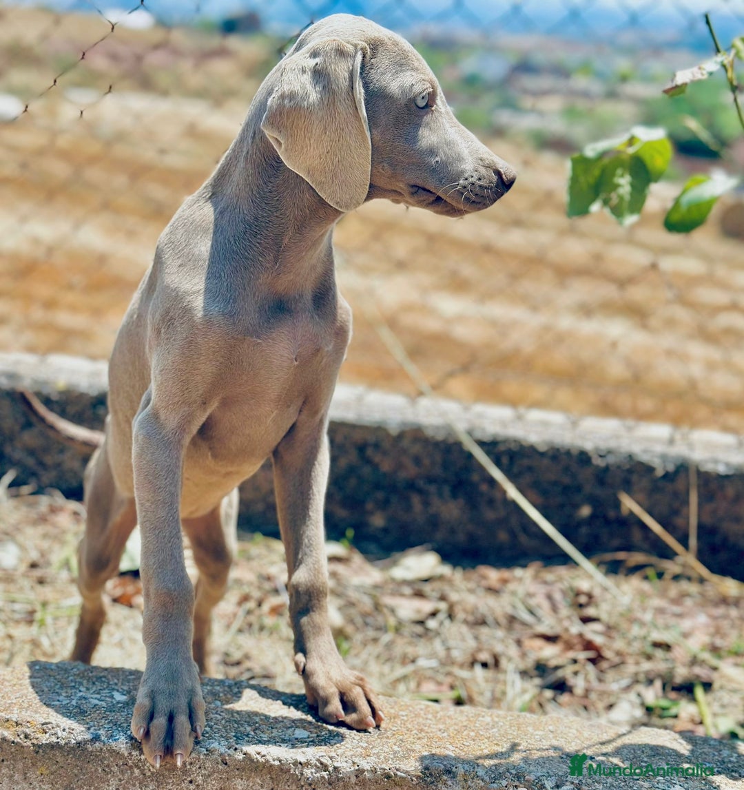 Weimaraner perros en venta: Braco  de weimar hembra  - Imagen 6