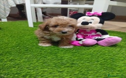 Maltipoo perros en venta: PRECIOSO MALTIPOO 90% CANICHE - Anuncio 1