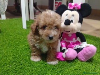 Maltipoo perros PRECIOSO MALTIPOO 90% CANICHE - Anuncio 2