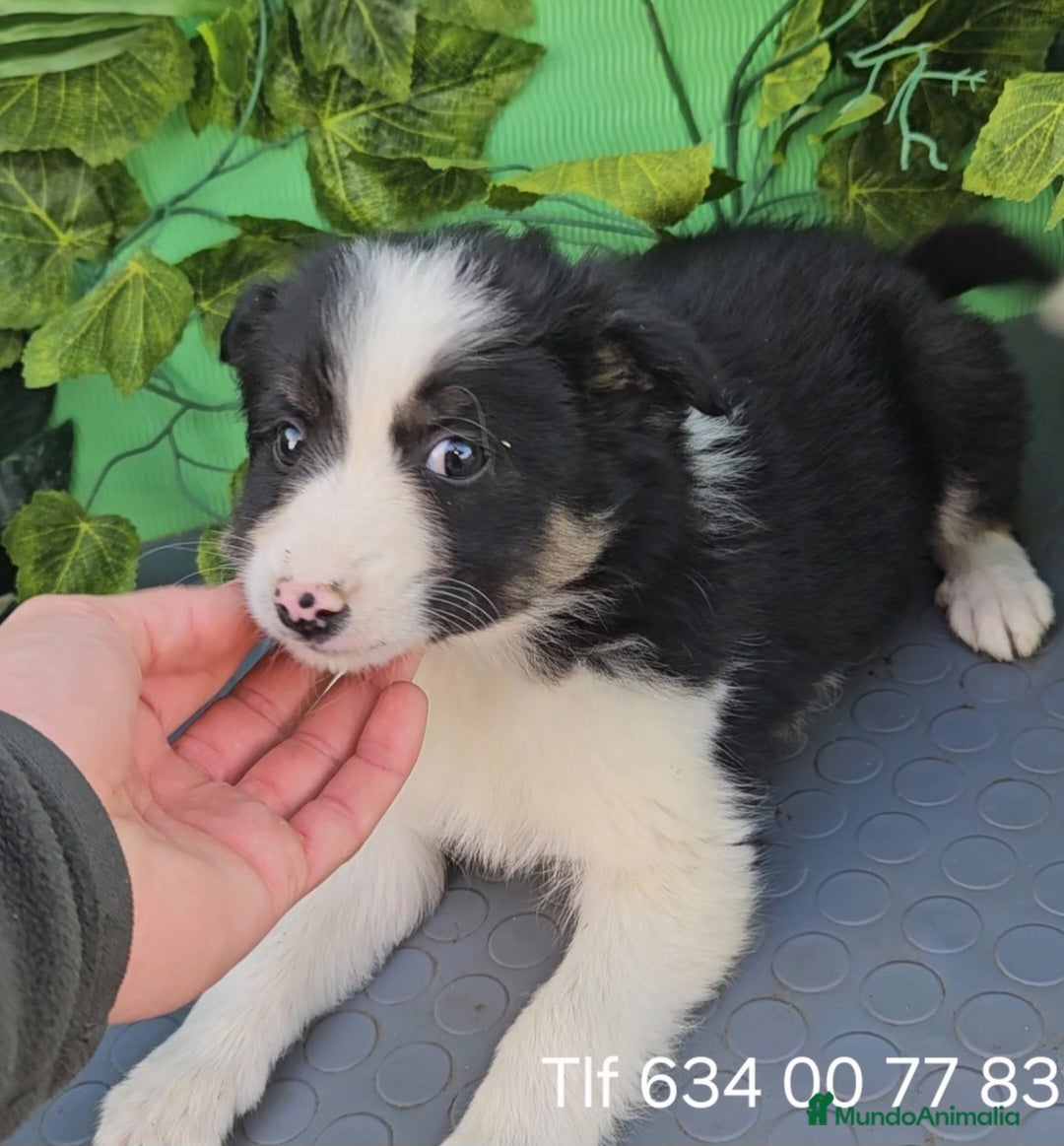 Border Collie perros en venta: Excelente cachorro border collie  - Anuncio 4