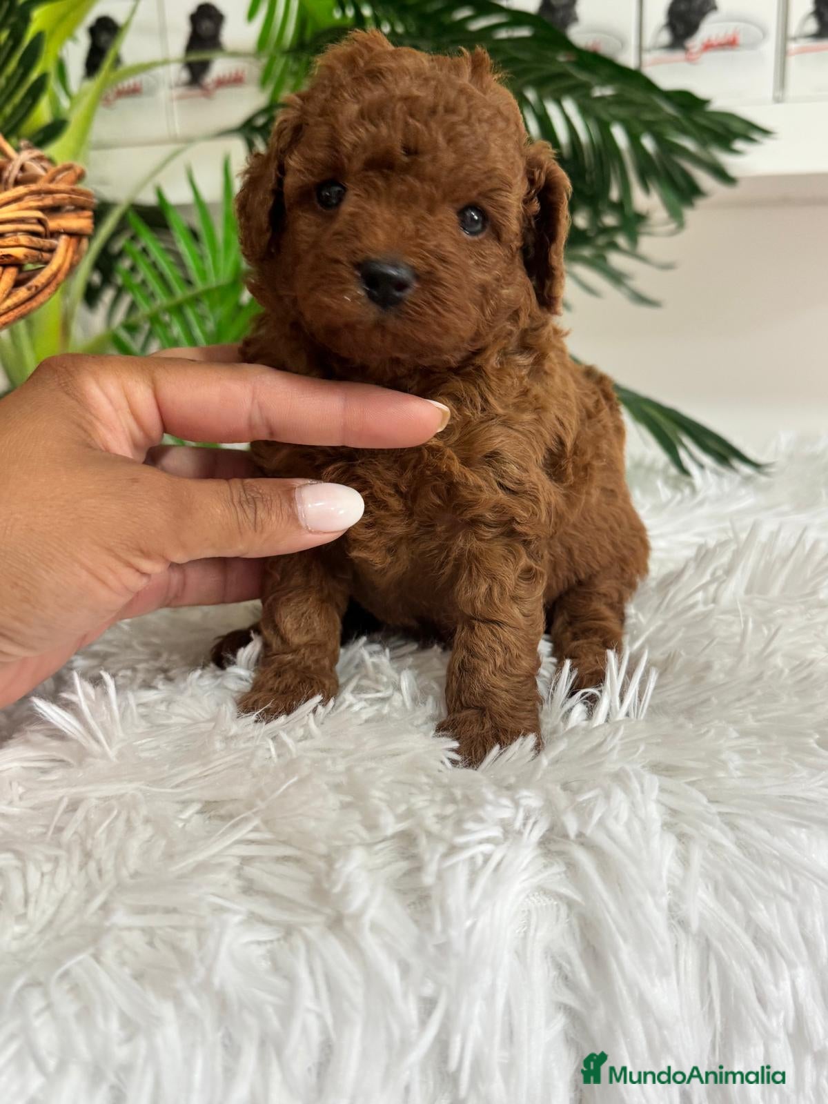 Caniche Toy perros en venta: CANICHE ROJO - Anuncio 6