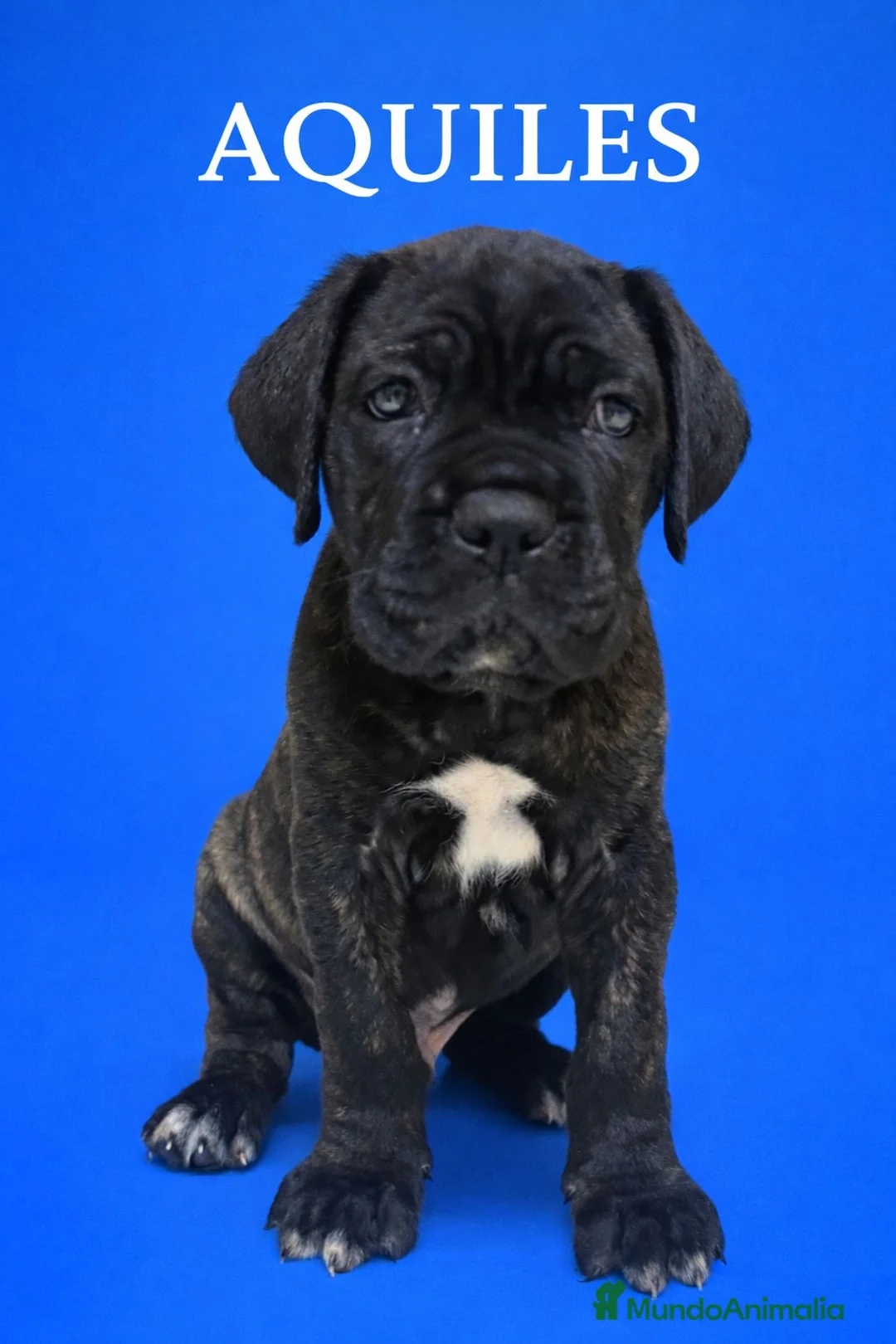 Cane Corso perros en venta: Cane corso  - Anuncio 7