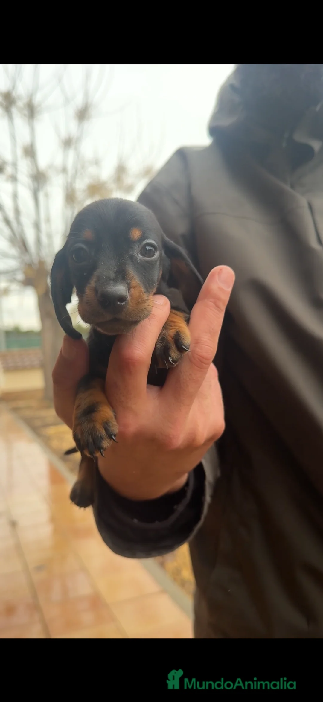 Teckel perros en venta: Teckel Kaninchen - @TECKELDELPALMERAL - Anuncio 4