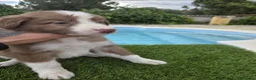 Border Collie perros en venta: Disponible Border collies chocolates y lilac  - Anuncio 2
