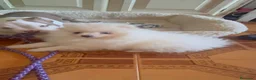 Pomerania perros en venta: Pomerania toy  - Anuncio 9