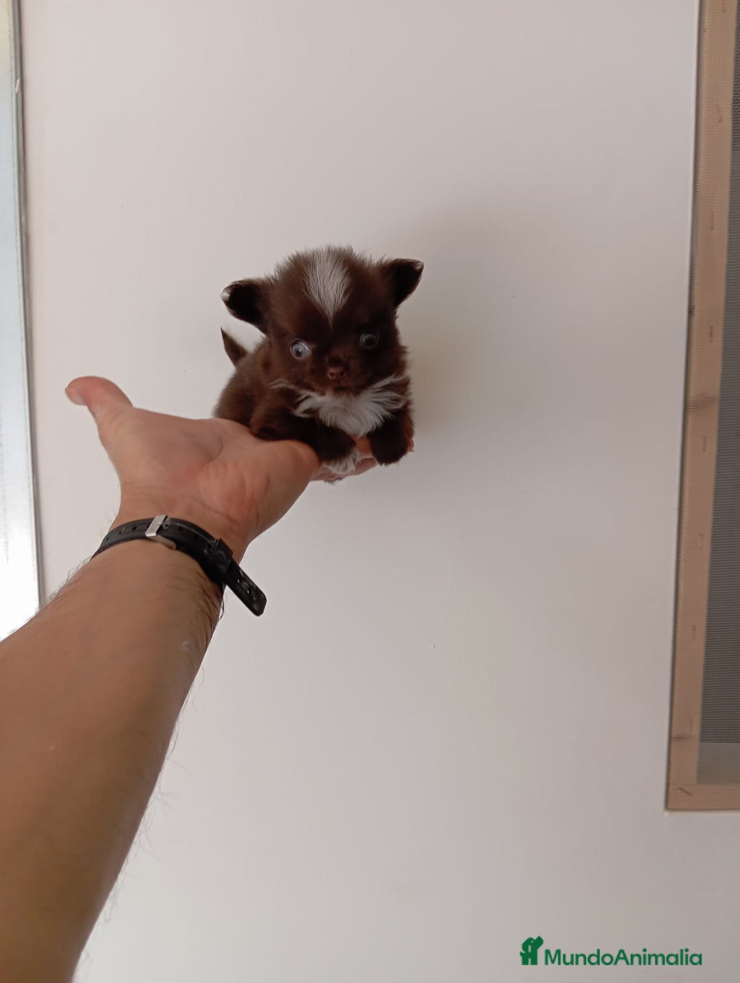 Chihuahua perros en venta: preciosos cachorrito de chihuahua - Anuncio 4