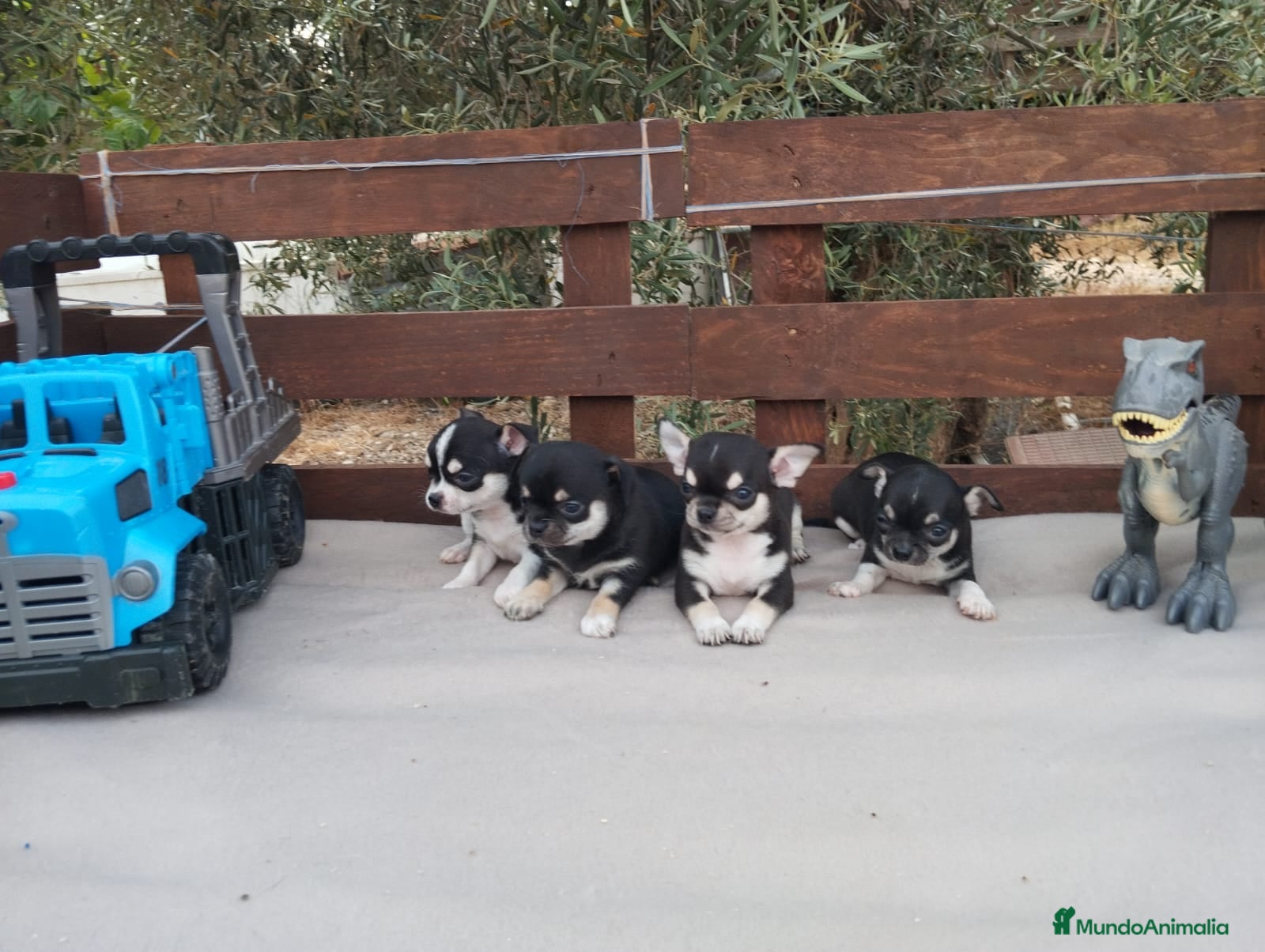 Chihuahua perros Gran Camada diminuta de CHIHUAHUAS TOYS CABEZA 🍏 - Anuncio 1