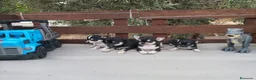 Chihuahua perros en venta: Gran Camada diminuta de CHIHUAHUAS TOYS CABEZA 🍏 - Anuncio 7