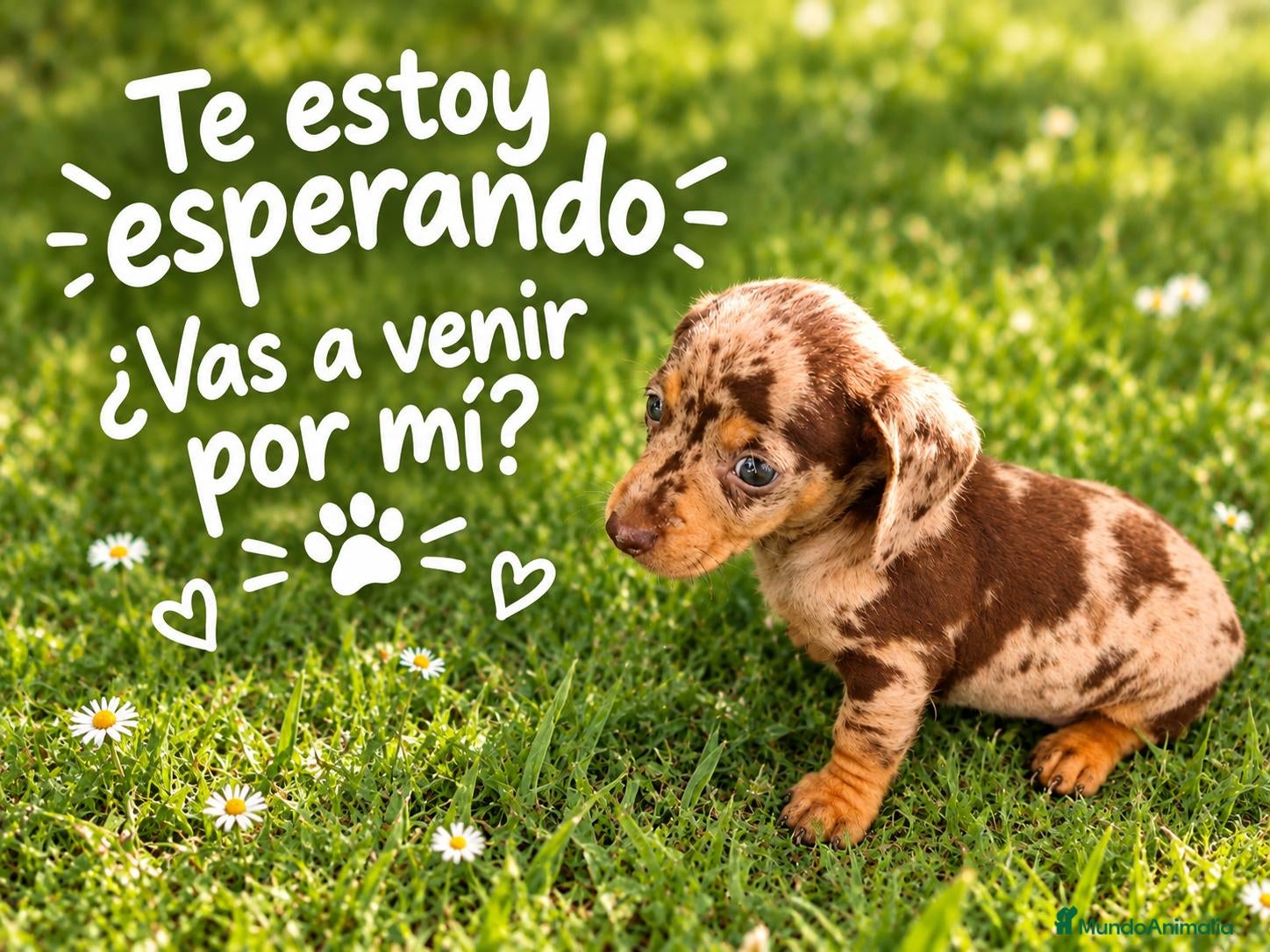 Teckel Miniatura perros TECKEL MACHITO MINIATURA ARLEQUIN  - Anuncio 3