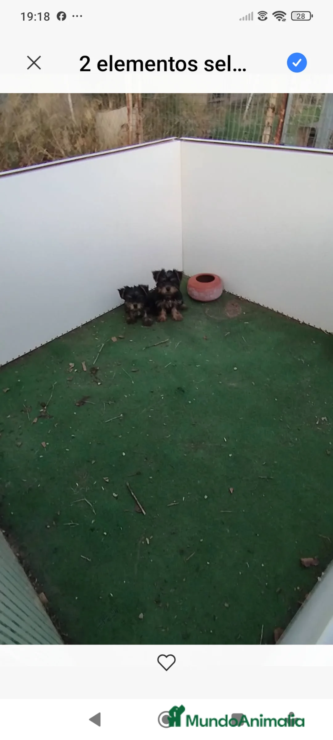 Yorkshire Terrier perros en venta: Cachorro de yorkshire mini  - Anuncio 2