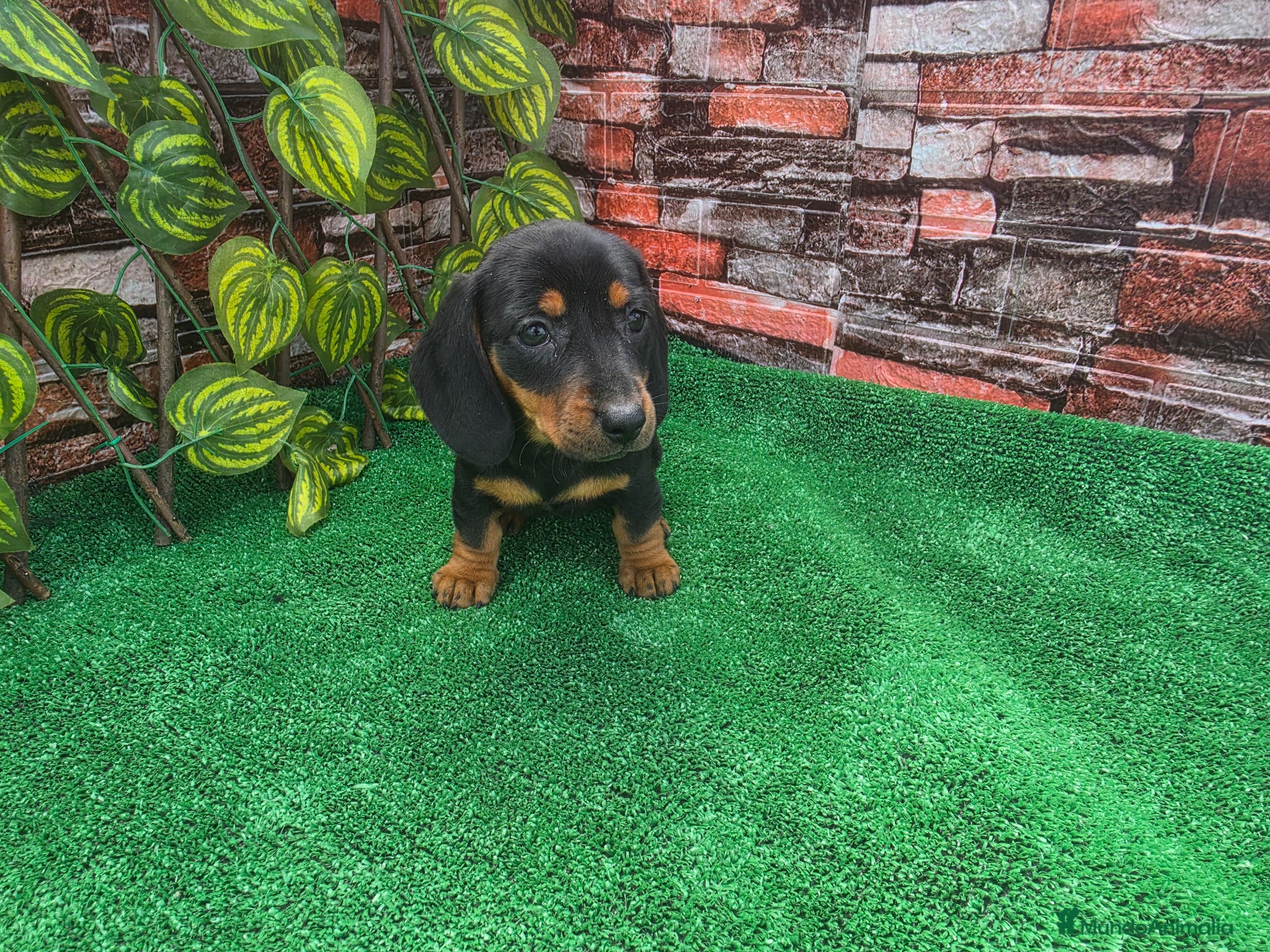 Teckel Miniatura perros TECKEL MINI & KANNINCHEN  - Anuncio 1
