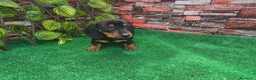 Teckel Miniatura perros en venta: TECKEL MINI & KANNINCHEN  - Anuncio 1