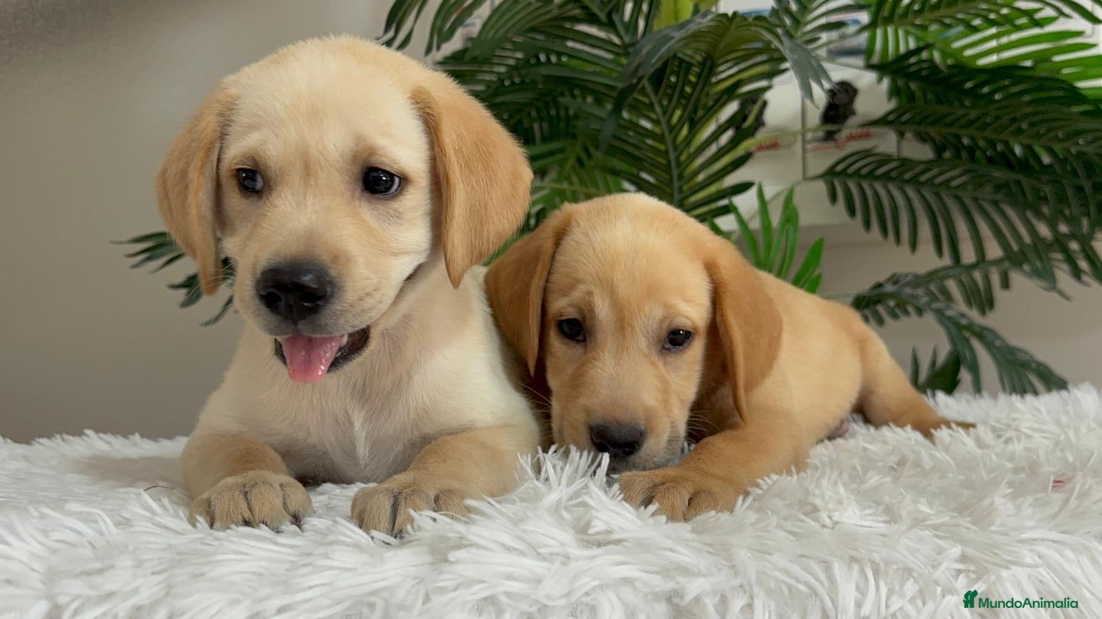 Labrador Retriever perros LABRADOR RETRIEVER  - Anuncio 3