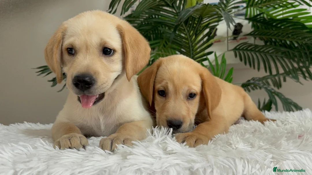 Labrador Retriever perros en venta: LABRADOR RETRIEVER  - Anuncio 1