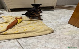 Pinscher Miniatura perros en venta: Pincher - Imagen 3