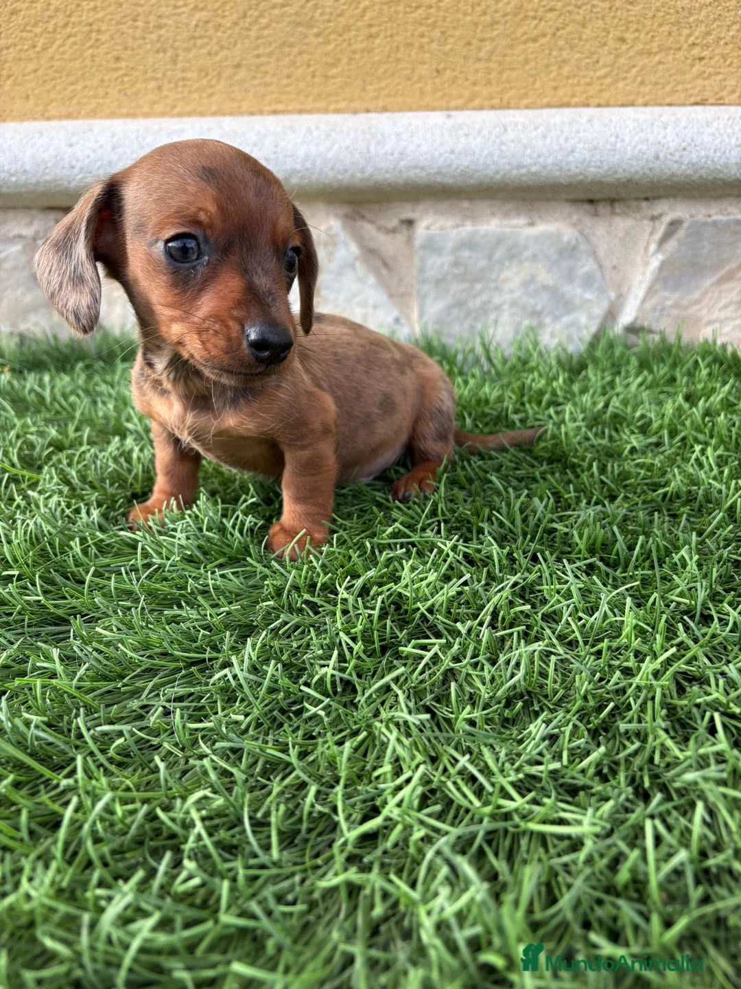 Teckel Miniatura perros en venta: Teckel Kaninchen espectacular cachorro - Anuncio 12