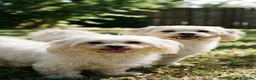 Bichón Maltés perros en venta: Bichon maltés preciosos - Anuncio 4