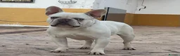 Bulldog Francés perros para monta: Bulldog Frances Merle en Madrid - Anuncio 5