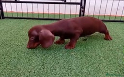 Teckel Miniatura perros en venta: TECKEL MINIATURA - Anuncio 2