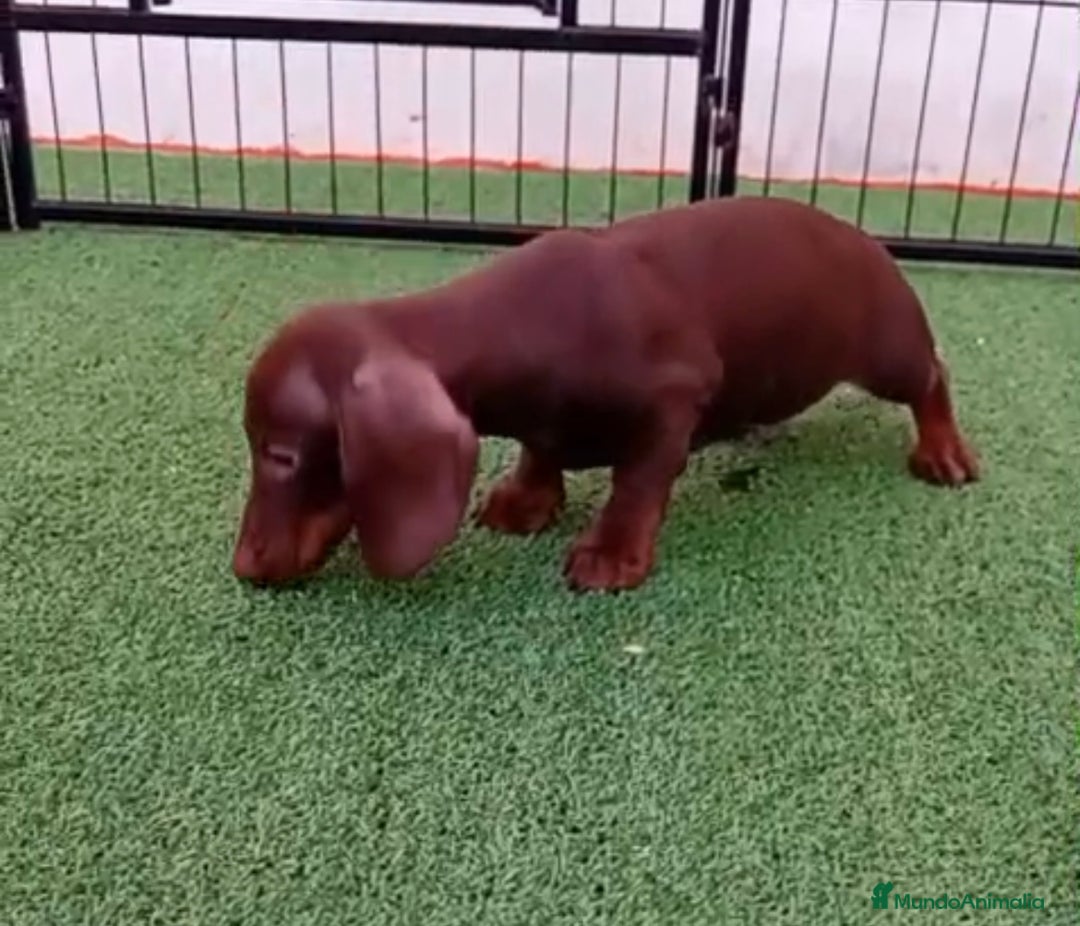 Teckel Miniatura perros en venta: TECKEL MINIATURA - Anuncio 2