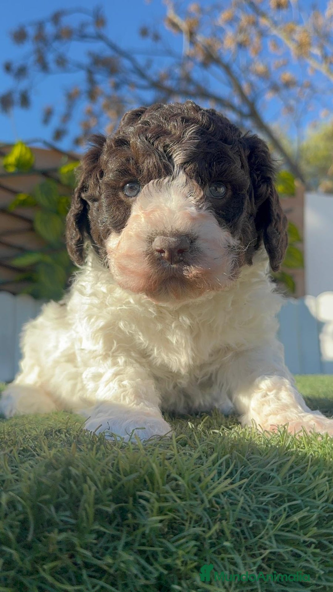 Perro de Agua Español perros en venta: PERRO DE AGUA MACHO - Anuncio 1